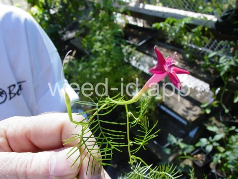 morningglory, cypressvine